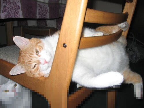 扳倒巨人，恩佐的七分钟—一场改写美加篮球宿命的逆袭