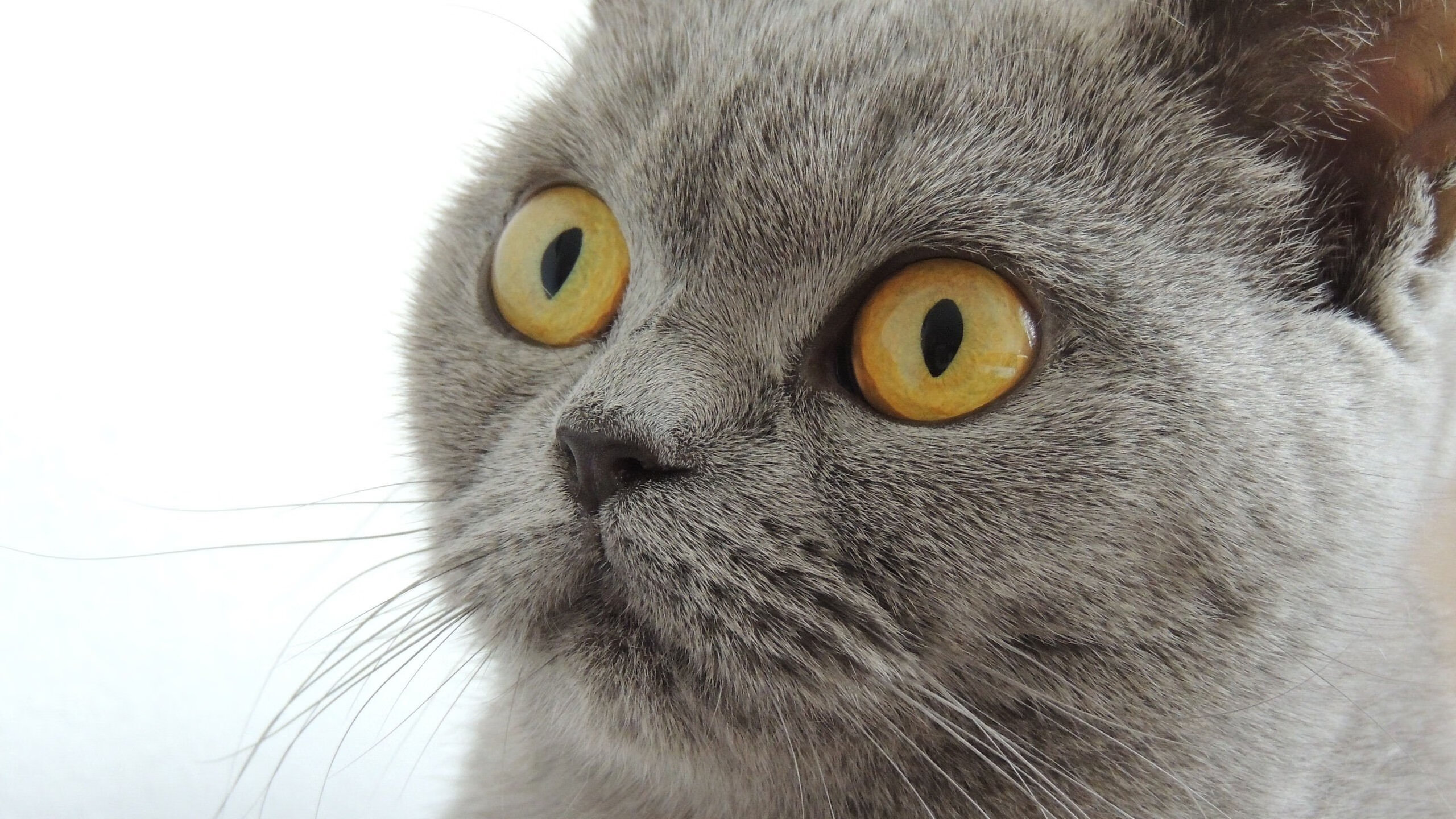 雷火电竞-夜幕笼罩孟菲斯，利拉德轰下40分助76人末节带走灰熊