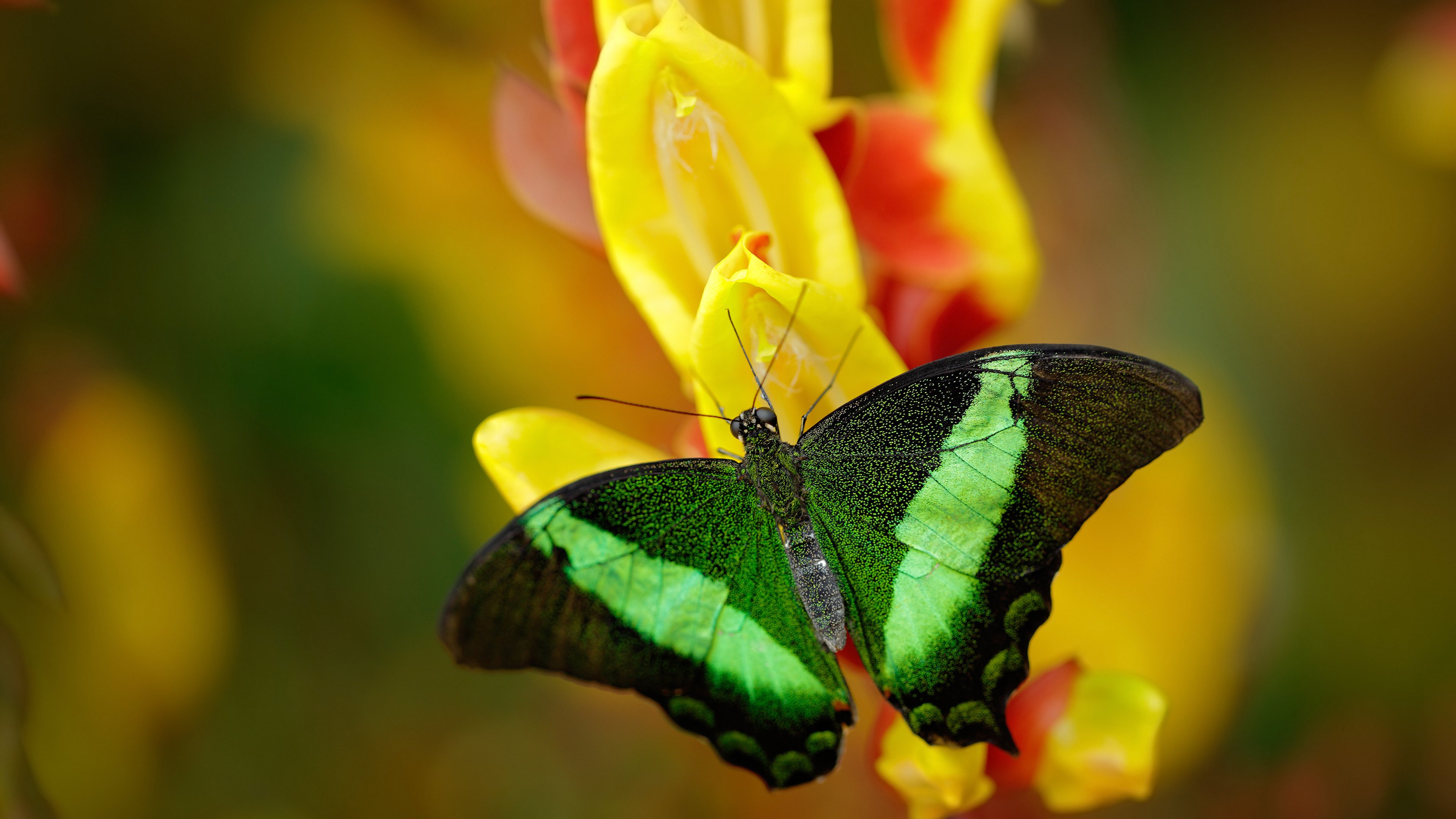 雷火电竞主播-当东方魔术师邂逅美洲与非洲的狂想曲，久保建英的满分演出与墨尼之战的永恒启示