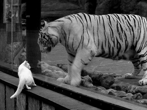 雷火电竞亚洲先驱-奥地利闪电撕裂贝蒂斯，阿克5分钟连击终结悬念