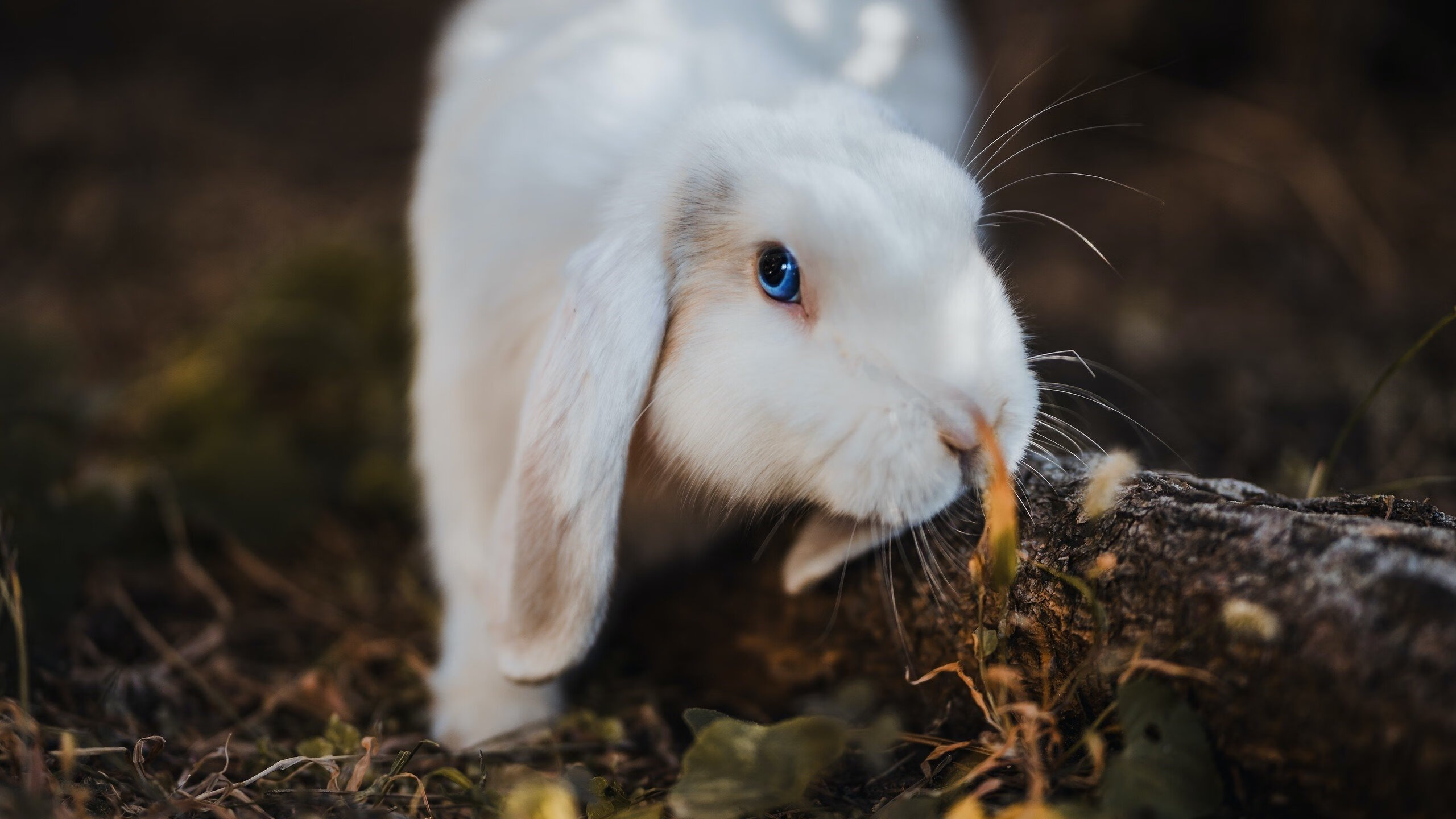 雷霆万钧之下,奇才的奇迹之夜,西决生死战逆转史诗