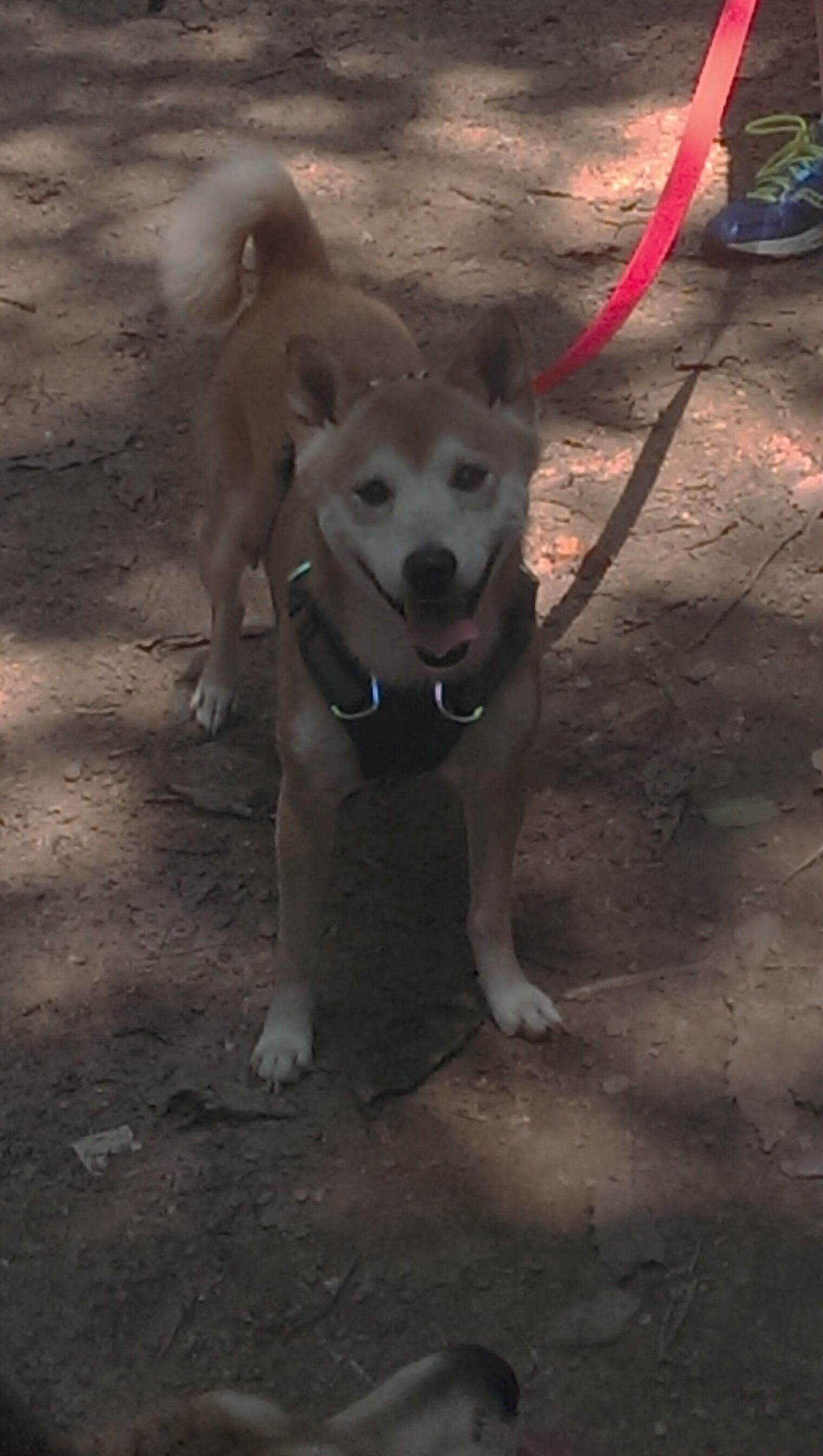 当丹佛之王降临天山，约基奇50+三双跨界统治公牛对阵新疆队梦幻对决