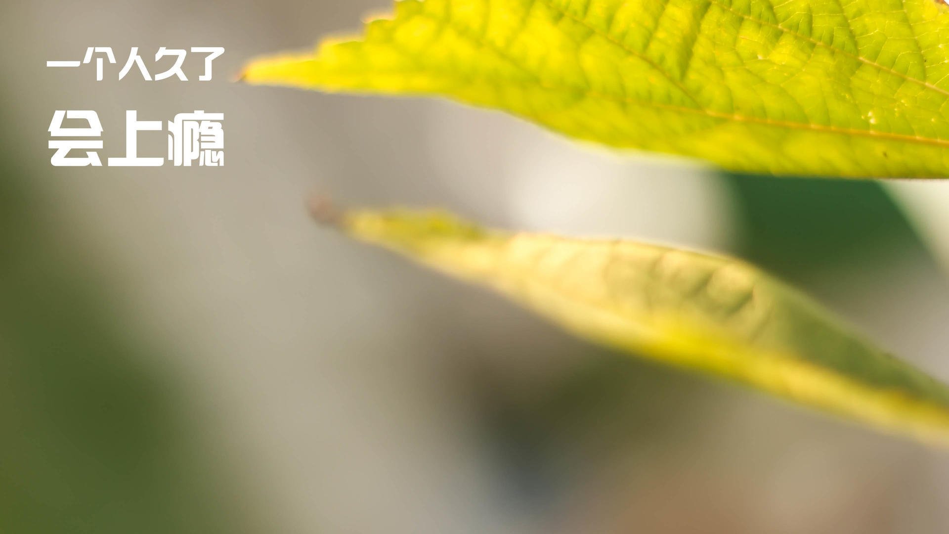 高墙之下，星光沉寂，库尔图瓦的终极救赎之夜