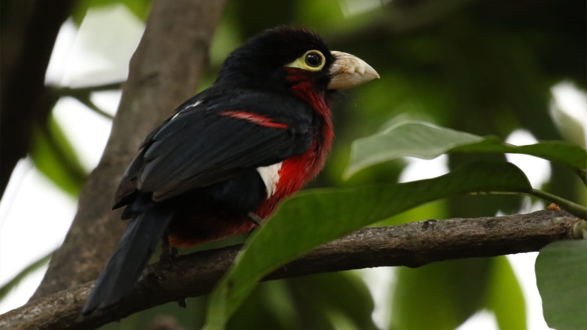 平行时空的篮球血战，当勒布朗·詹姆斯率凯尔特神话血拼越国后裔浙江队