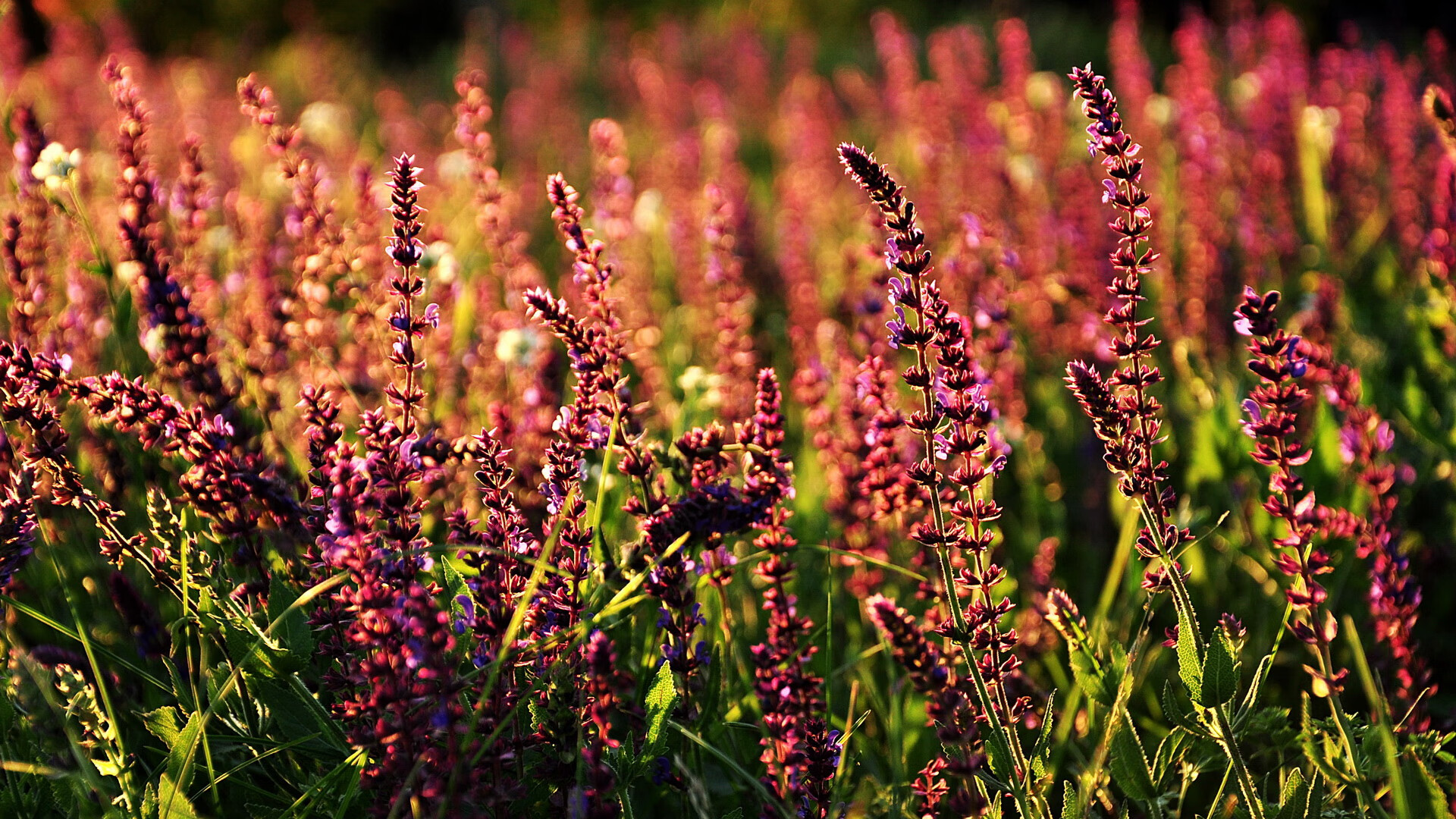 以一敌三，残阵中迸发的战神光芒—记苏亚雷斯年度焦点之夜的压制级统治