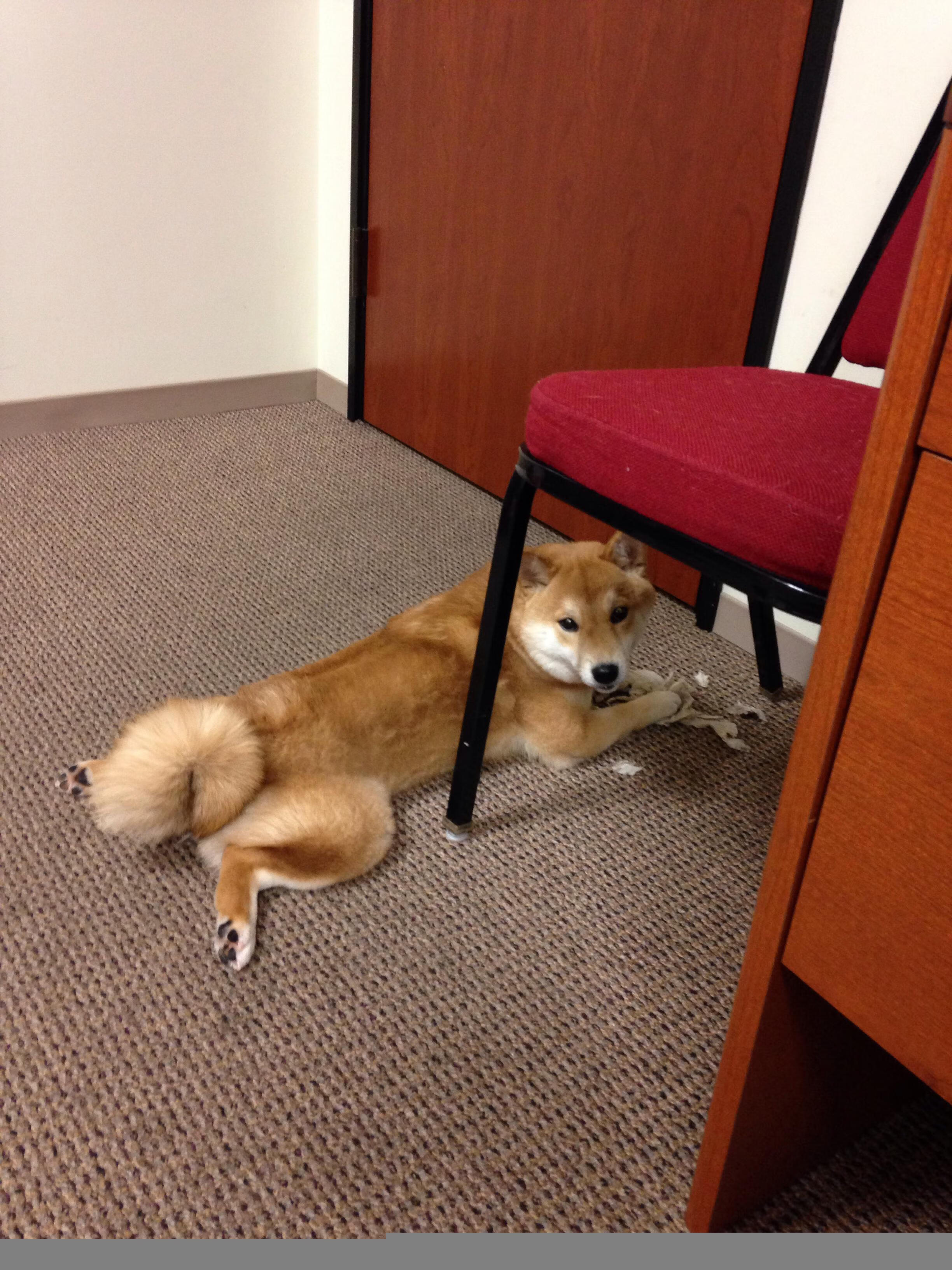 欧战风云,那不勒斯强势压制贝蒂斯,马丁内利西部决赛一战成名