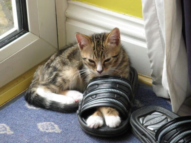 教科书级门线艺术，当拜仁遭遇奇迹门迪，伊拉克防线筑起叹息之墙